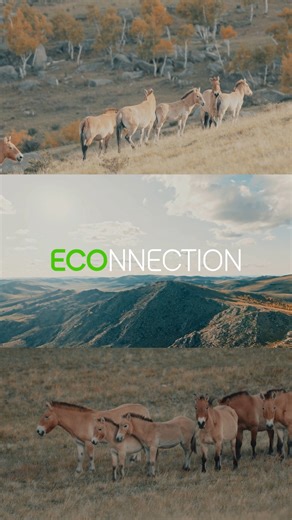 Байгаль дэлхий, түүнтэй зэрэгцэн орших амьд бүхэнтэй холбогдох бидний холбоо. Econnection цувралын эхний дугаарыг бүтнээр нь манай Youtube сувгаас хүлээн авч үзээрэй 🟢 #Econnection #Unitel | Unitel