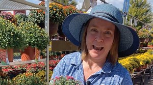 Tora explores our annual mums. From the South end to our awesome combos and a couple of novelties on the way. Pick out YOUR favorite! | Gertens