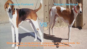 American Foxhound vs. Pampas Deerhound: A Comprehensive Breed Comparison