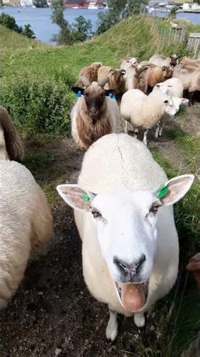 Sheep Says Hello! – Funny & Cute
