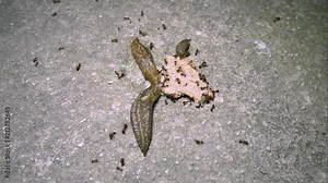 Time lapse of a land slugs and ants eating on a slice of bread