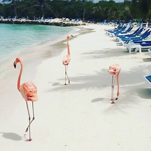 Flamingo Beach | Renaissance Private Island | Aruba. | Falando de Viagem