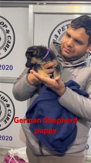 Pet Shop Lucknow - Kanha Pet Shop | German Shepherd Puppy