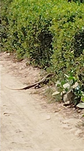 Monitor Lizard Scavenging On A Goat