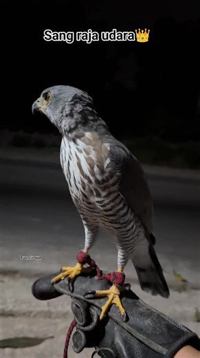 7.8K views · 54 reactions | Raja angkasa mau lewat | Ruang Jelajah | Facebook