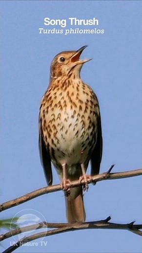 Song Thrush singing a dawn chorus - Bird Sounds #shorts