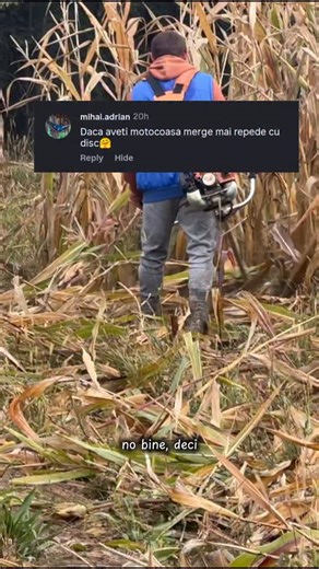 Vraja din Deal on Instagram: "Tehnici de tăiat bâlii. Sau huluji. Sau tuleni SAU CUM LE MAI ZICEȚI. Tăiatu cu motocoasa îi haotică și tăte, tăte le împrăștie. Pe final oricum eram obosiți și o mers cel mai bine cu secera aia mică. Ce ziceți, par destul de recunoscătoare fetele? #viatalatara #offgrid #romania #vaci"