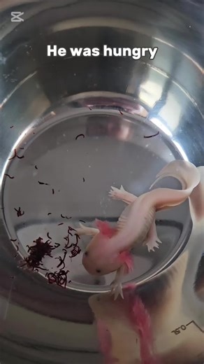 I Rescued a Sick Axolotl From a Pet Store One day at a time🩷 #axolotl #rescuedaxolotl #animalcare
