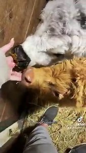 833K views · 42K reactions | P&P are not happy with my tardiness - Also, THIS is why I wear my GrooveLife rings to the barn Shop my signature collections and use “katievs15” for a discount! https://groovelife.com/collections/katie-van-slyke | Katie Van Slyke | Facebook