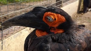 close-up of a tropical bird that sits in the zoo's aviary.
