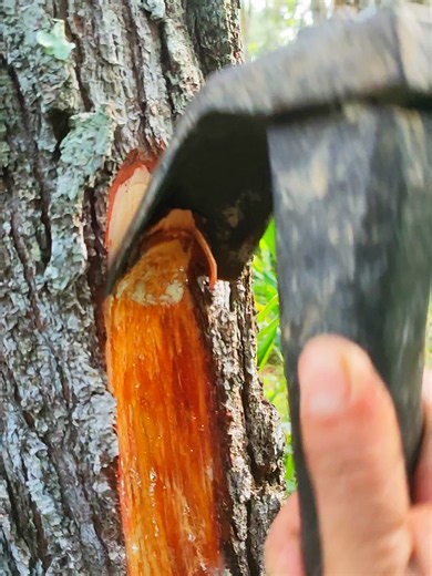 Pembaruan Sadap Pinus: Teknik & Tips Tukang Sadap Pinus