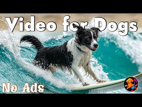 12 Hours of Dog TV for Dogs to Watch 🐶 Anti-Anxiety Music for Anxious Pets & Best Video for Dogs