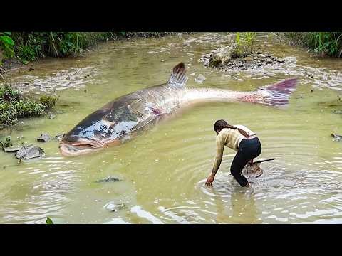 Hand-catching 1400kg+ huge carp & catfish in jungle pond for sale – Fried fish & tofu soup cooking