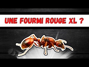 XL red ants? (formidable hunters) Manica rubida