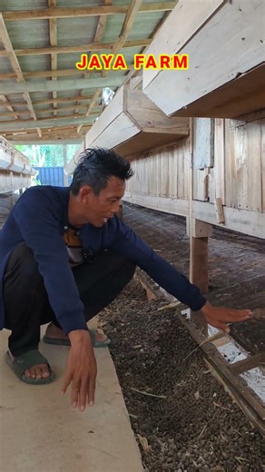 The cage system at Jaya Farm uses a netting system to separate the droppings.
