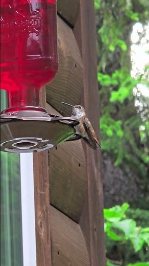 Rufous Hummingbird #birds #birdwatching #alaska