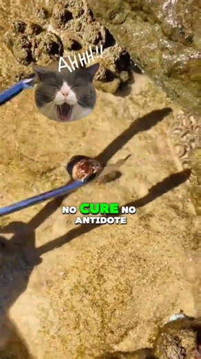 This Beautiful Shell Can Kill You Instantly 🐚☠️ | Deadly Animals | Poisonous Creatures #Shorts