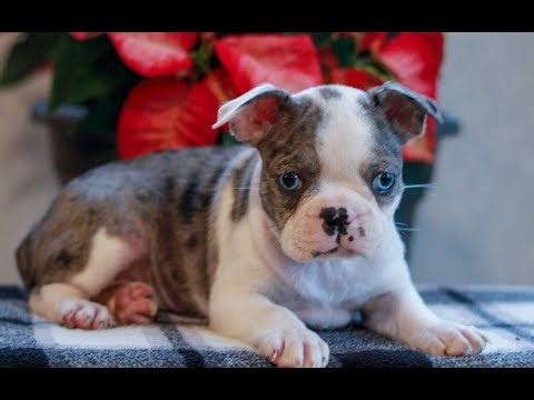 Boston Terrier Puppies for Sale