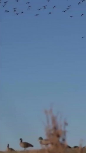 43K views · 1K reactions | Waterfowl Hunting on Reels | Facebook