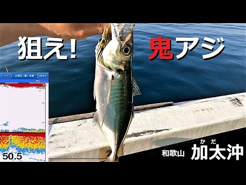 鬼アジ、40cm超えの大型アジをオキアミで狙う！加太沖の船釣り