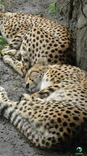 Closest camera work ever you seen | cheeta sleeping |#DreamTrack AI cheetha