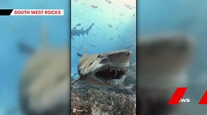 28K views · 314 reactions | A scuba diver has filmed a hair-raising encounter with a grey nurse shark on the mid-north coast. He was swimming at South West Rocks when the creature approached bearing its teeth. Whether this was a warning or just an unconventional 'hello' it only lasted seconds. Grey nurses are quite docile. There are only about 2000 left. 7NEWS at 6pm. More local news: 7news.com.au/news/sydney #SouthWestRocks #7NEWS | 7NEWS Sydney | Facebook