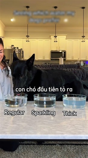 The girl tried giving the dogs different kinds of water to see their reactions 😁