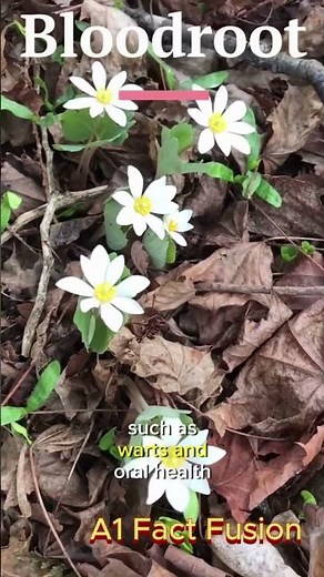 Blood Root: The Powerful Plant with Red Sap 🌺 Nature’s Ancient Skin & Oral Healer