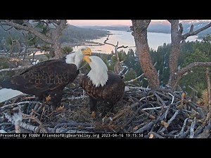 Sunday, April 16 FOBBV CAM Big Bear Bald Eagle Live Nest Cam 1 / Big Bear Bald Eagle Wide View Cam 2