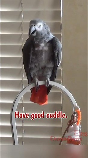 I'm gonna have a good cuddle! #africangreyparrot #takingparrot #shorts