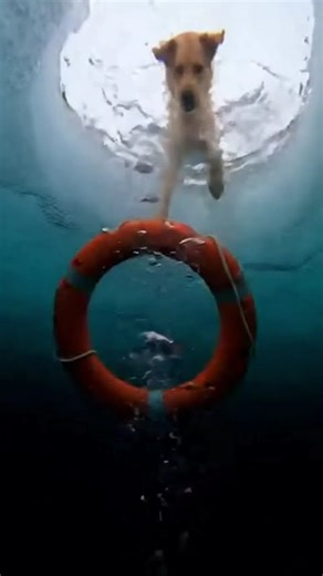 Labrador Rescue: I fell through the ICE! #dogrescue#animals #POV #Rescue #Shorts