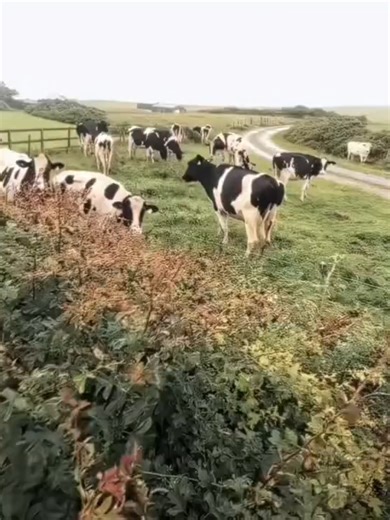 Happy New Year 2026: Celebrate the First of January