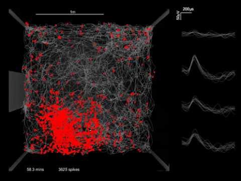 Place cell (rat hippocampus CA1) activity recorded over 50 minutes of foraging