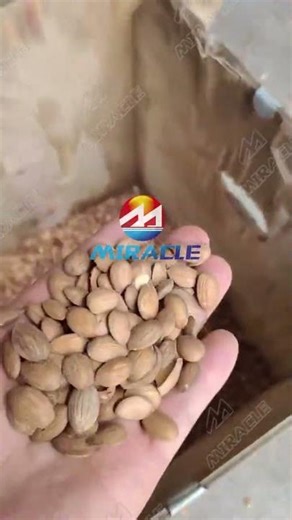 Automatic almond kernel separating machine