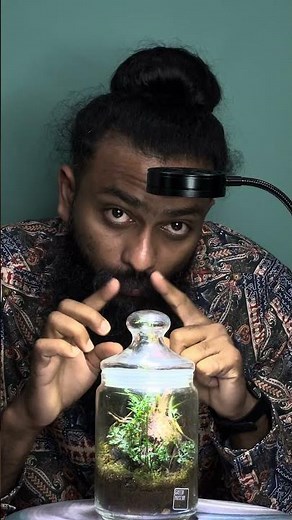 How to propagate fern : Showing spores of Bolbitis fern. #greenlove #greenplant #ferns #green