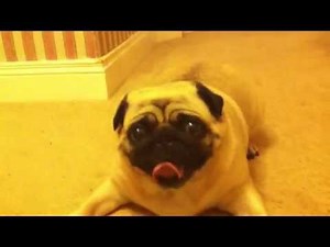 Pug Running Around in Circles