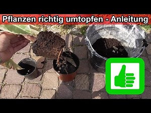 Repotting plants & houseplants correctly Instructions / When / How / Tips