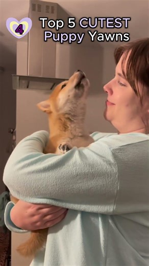 Cutest Dog Yawns Ever – Top 5 Puppies That Melt Your Heart! #pets