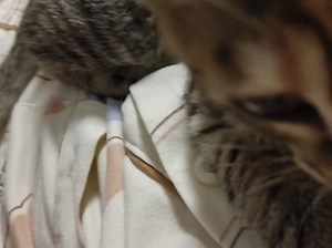 51上床睡觉第一视角