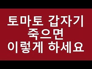 {텃밭농부 #314} 토마토 갑자기죽으면 이렇게하세요. 토마토 역병