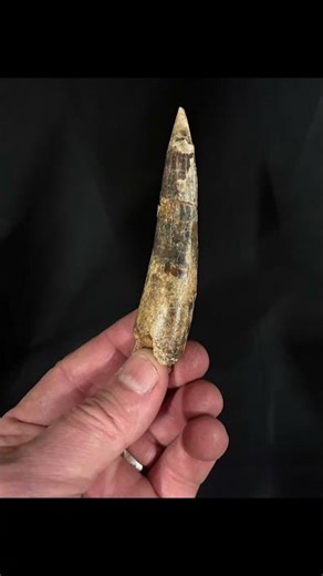 #Spinosaurus species discovered in #Niger miribilis becomes second member of the genus #fossils