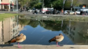 Artificial pond with ducks on foreground and building reflection on water at Rabin Square in Tel Aviv. Ibn Gvirol Street. 4K. Blurred view