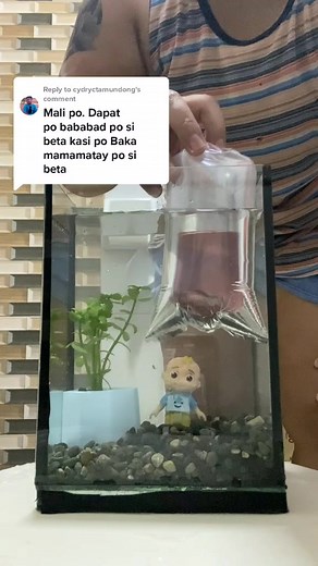 Betta Fish Lifespan and Care Tips