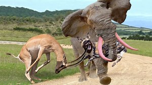 1.7K views · 25 reactions | Amazing Elephant Rescue Antelope From Wild Dogs – Wildebeest Alone Against 50 Wild Dogs To Save Baby | Animal World | Facebook