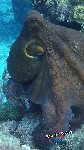 Mesmerizing close-up of a curious octopus showing its incredible textures and colors. One of the ocean’s most intelligent and fascinating creatures! #octopus #octopuslove #marinelife #redsea #sealife #divinglife | Red Sea Diving