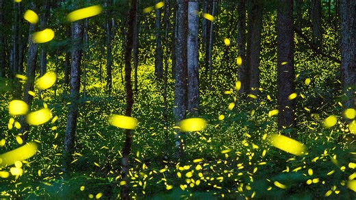 Here's how to get tickets to see the Great Smoky Mountains synchronous fireflies