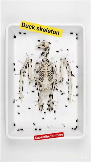 Nature’s Cleanup Crew: 1,0000 Beetles vs. Duck Skeleton 🪲🐋
