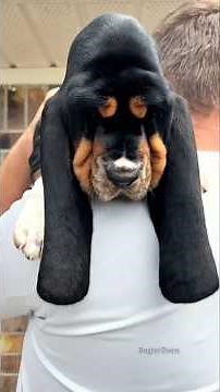 Animals With The Biggest Ears | Cute & Funny Big Ear Animals, Adorable Pets & Wildlife Compilation