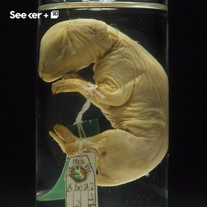 636K views · 2.3K reactions | 3D scans of Tasmanian tiger babies are revealing how the mysterious species evolved. | Seeker by The Verge | Facebook