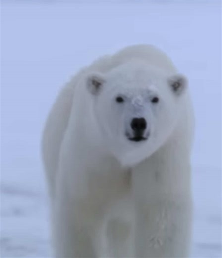 Save the Polar Bears: A Call to Action for Conservation